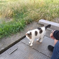 命知らずの男たち
