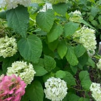 王子からさくらトラムに乗って早稲田まで