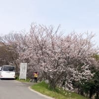 今年の桜について