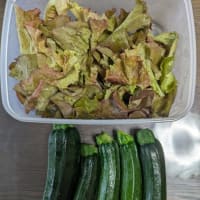 ズッキーニとリーフレタスを収穫！
