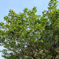 ブログの引越しとお知らせ