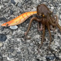 5月の釣りまとめ