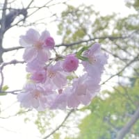 桜三昧