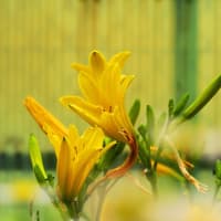この時季の花と言ったら、江戸絞りくらいしか･･････