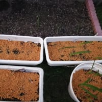 球根植え付け その後1