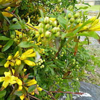 エンドウの花は赤紫
