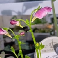 ネメシアのお花　20250304