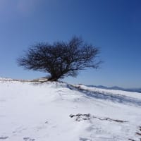 ２月の収穫～山編