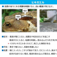 測量作業中に出くわす危険生物の対策と予防