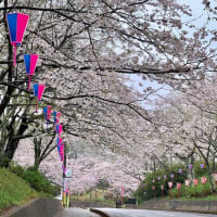 満開の桜　2024