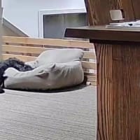 お散歩で自然観察と留守番カメラ映像