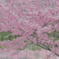 桜峠のオオヤマザクラ