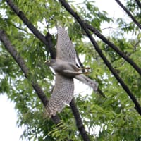 心に残る情景*「鳥景」見沼の小さな森、ツミの家族