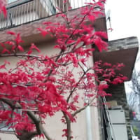 おじいちゃん家の桜満開