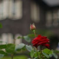薔薇を見に旧古河庭園へ。