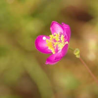 タリヌム・カリキヌム（クサハナビ）の花