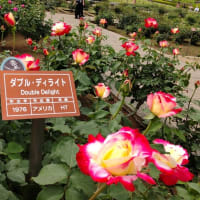 神代植物公園にて、「つづじ＆バラ」を愛でる！