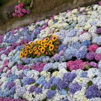 開成町の綺麗な紫陽花②