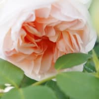 薔薇に癒されて