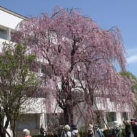 春の北海道大学構内観察会