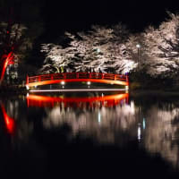 ２０２４・４・１６　須坂市は臥竜公園の夜桜