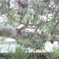 三嶋大社　いつもは気にしていなかった場所