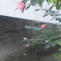 祇園・白川（３月９日撮影）