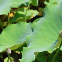 先日のブログで、諦念さんが、蓮の花の開花模様を投稿されたので、暇爺も蓮池を見て回って来たが、蓮のはなの開花は何処の池も見当たらなかった、ので健康の森の池を観に行って来たが、ここは蓮は皆無だった。