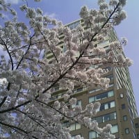 目黒川と桜