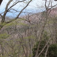 奥武蔵の展望台、丸山へ（2020年4月23日）