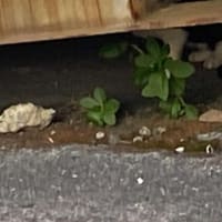 夕ウォーキングの風景。令和7年7月20日。最後のネコは逃げてしまった。