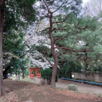 御嶽神社の桜と鳥居