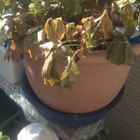 落花生の収穫　ベランダ編