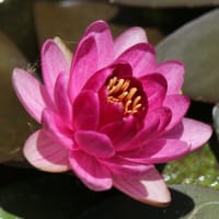 堀に咲く睡蓮