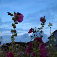 今日も夕方ラン