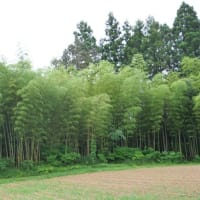小泉農相は農業問題に疎い？