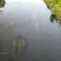 きょうの利根運河