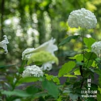 紫陽花とゆり、白の彩り。
