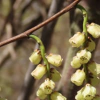 高ボッチ高原・鉢伏山で最近咲いている花　キブシ（木五倍子）