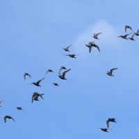 ムナグロとハマシギの混群　飛翔