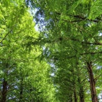 マキノ高原の新緑のメタセコイア並木