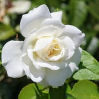 庭のお花達　クレマチス　ロマンティカ他