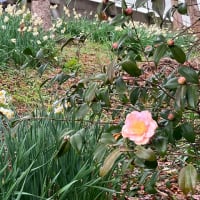 菜の花