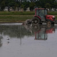 安曇川の水田