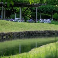 花しょうぶ、涼景。
