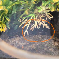 羅臼アポロ石油　gooブログからアメバブログへお引越し