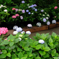奈良　　般若寺　　紫陽花咲くころ　P３