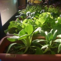 ２月の日ざし、命日と室内菜園