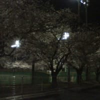 通勤中の桜