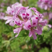 春～初夏の花：ローズゼラニウム